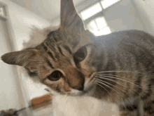 Kribo Cat GIF - Kribo Cat Sad Cat GIFs