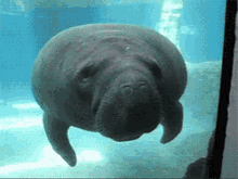 Manatee Oof GIF - Manatee Oof Pout GIFs
