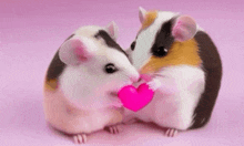 Hamsters Hold Heart GIF - Hamsters Hold Heart GIFs