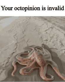 Your Octopinion Is Invalid Its As Shrimple As That GIF - Your Octopinion Is Invalid Its As Shrimple As That Its Kind Of Conchfusing GIFs