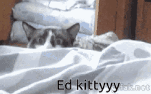 Miss May Ed GIF - Miss May Ed Kitty GIFs