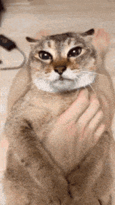 a close up of a cat being held in someone 's hand