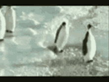 Penguin Bird GIF - Penguin Bird Animal GIFs