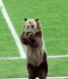 Urso Batendo Palmas / Parabéns / Copa Do Mundo / Rússia GIF - Bear Clapping Russia GIFs