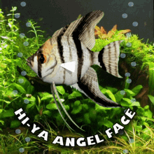 Hiya Angel Face Angel Fish GIF - Hiya Angel Face Angel Fish Tropical Fish GIFs