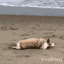 Rolling On The Sand Viralhog GIF - Rolling On The Sand Viralhog Playing On The Sand GIFs