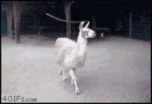Llama Bufando GIF - Llama Bufando Huele GIFs