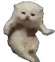 a white cat with a red bow on its neck is dancing .
