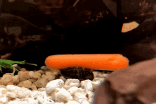 Snail Carrot GIF - Snail Carrot Eating GIFs