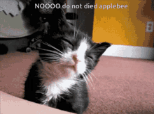 nieem cat applebee cat applebee peanut butter