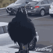 Chirping Australian Magpies GIF - Chirping Australian Magpies Viralhog GIFs