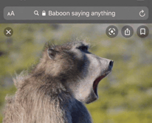 baboon saying anything is displayed on a web page