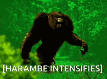 Harambe Intensifies Gorilla GIF - Harambe Intensifies Gorilla Intense GIFs