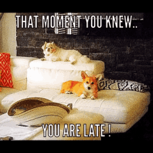 Late Cute Dogs GIF - Late Cute Dogs Waiting GIFs