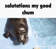 Salutations Salutations My Good Chum GIF - Salutations Salutations My Good Chum Seal GIFs
