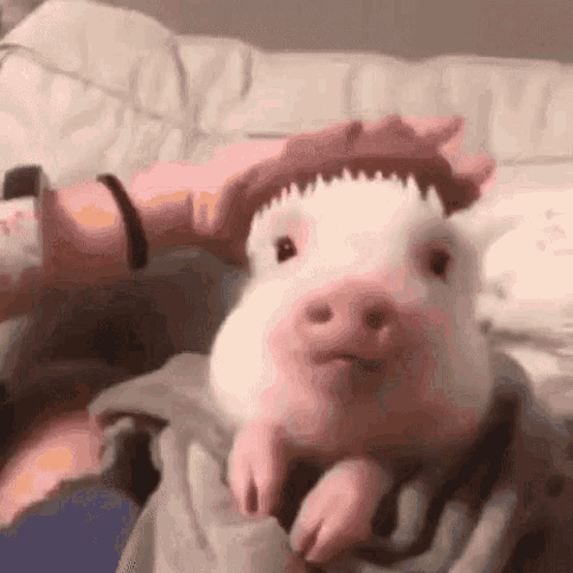 Pig Brushed GIF - Pig Brushed GIFs