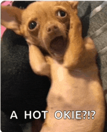 a picture of a dog with its mouth open and the words a hot okie