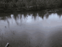 Water Pond GIF - Water Pond Calm GIFs