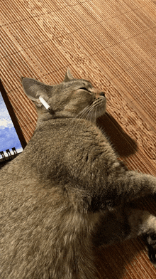 a cat with a cigarette in its mouth