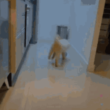 a dog is walking down a hallway in a kitchen