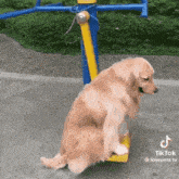 Amory Silly Dog Silly Dog Swinging GIF - Amory Silly Dog Silly Dog Swinging Silly Dog For Hana GIFs