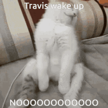Travis Sleepy GIF - Travis Sleepy Cat GIFs