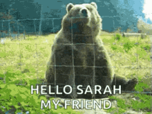 bear hi