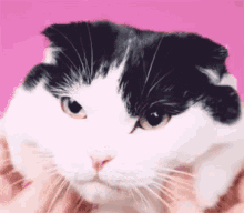 もちもち　猫ちゃん　にゃんちゃん　可愛い猫 GIF - Mochimochi Cat GIFs