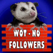 Wot No Followers What No Followers GIF - Wot No Followers What No Followers Possum GIFs