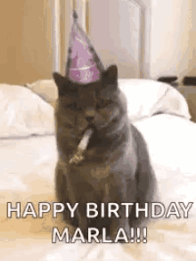 Cat Cats GIF - Cat Cats Celebrate GIFs
