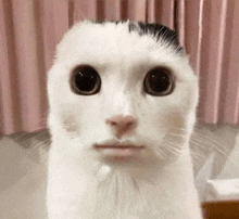 Cat Adonis GIF - Cat Adonis Meme GIFs