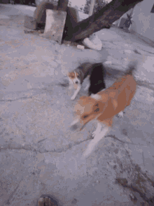 Feliz Dog GIF - Feliz Dog Playing GIFs