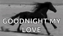 a black and white photo of a horse running on a beach with the words `` goodnight my love '' below it .