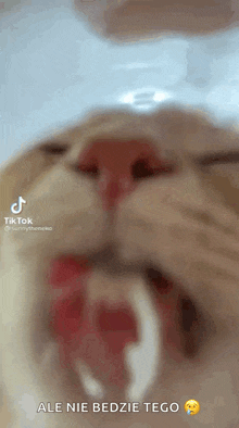 Cat Lick GIF