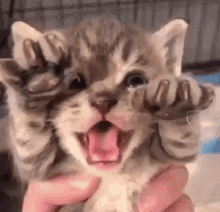 GIF