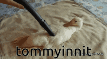 Tommyinnit Duck GIF - Tommyinnit Duck Mcyt GIFs