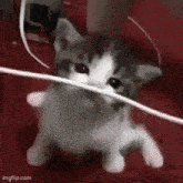 a kitten is holding a wire in its mouth while standing on its hind legs .