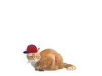 a cat wearing a red hat with the words get real written in green