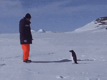 Penguin Attack GIF - Penguin Attack Man GIFs