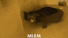 Cat Meow GIF - Cat Meow Underwater GIFs