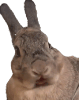 Laughing Rabbit Rabbit Sticker - Laughing Rabbit Rabbit Lol Stickers