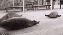 Seal Bouncing GIF