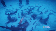 Loaded With Sharks Can Sharks Detect Magnetic Fields GIF