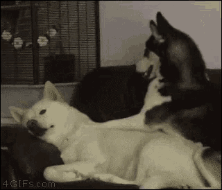 Funny Animals Back Massage GIF - Funny Animals Back Massage Relaxed -  Discover & Share GIFs