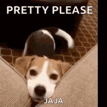 Pretty Please Jaja GIF - Pretty Please Jaja Dog GIFs