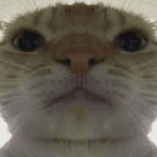 Funny cat GIF on GIFER - by Fogar