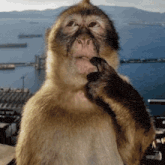 a close up of a monkey thinking with a body of water in the background