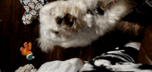 Zoey Hyper GIF - Zoey Hyper Puppy GIFs