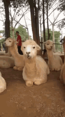 Chewing GIF - Alpaca Chewing Scary GIFs