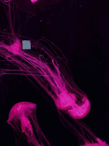 Jellyfish Pink GIF - Jellyfish Pink Underwater GIFs